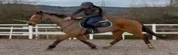 British Warmblood horses for sale: Ideal project / summer fun / blank canvas  - Advert 4