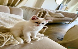 Ragdoll cats for sale: ✨🐾 Beautiful Ragdoll Kittens ✨🐾 - Image 2