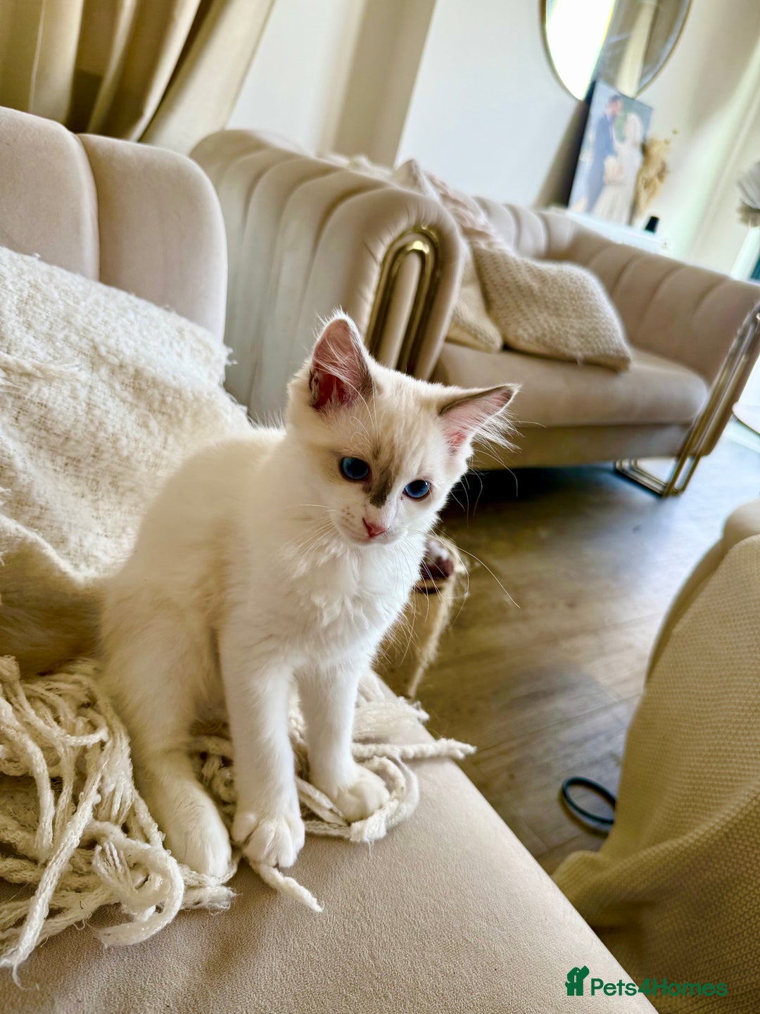 Ragdoll cats for sale: ✨🐾 Beautiful Ragdoll Kittens ✨🐾 - Image 2