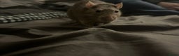 Rat rodents for sale: 4 males rats for sale  - Advert 2