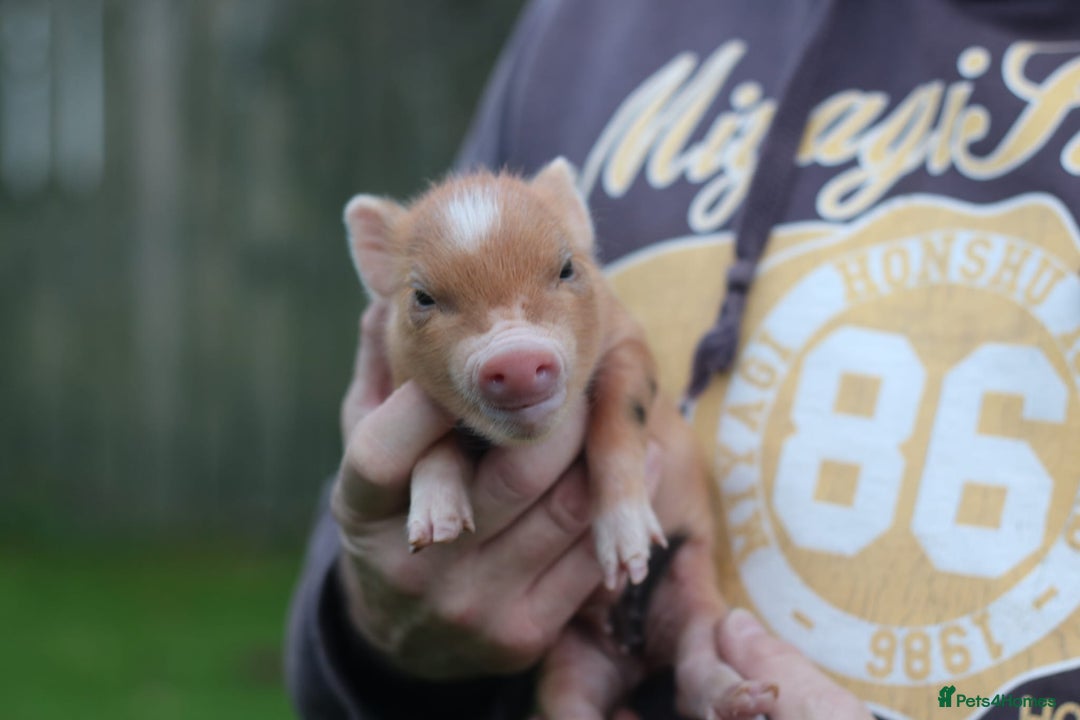 Pig livestock for sale: Miniature American/Swedish pigs  - Advert 5