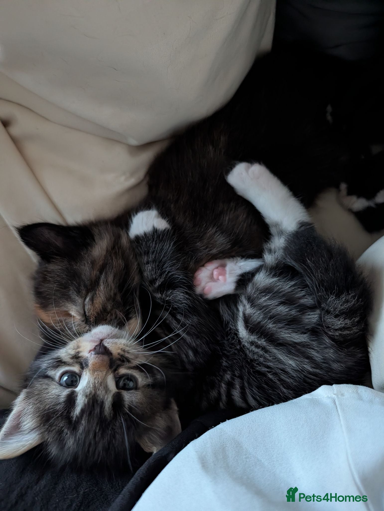 Mixed Breed cats Beautiful Cross Bengal Kittens  - Advert 2