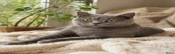 British Shorthair cats for sale: British Shorthair  - Advert 1