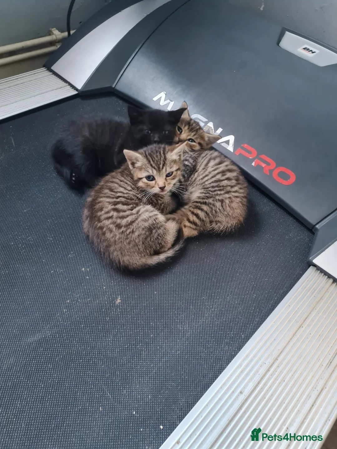 Mixed Breed cats for sale: 2 tabby 1 all black females £90 each - Advert 5