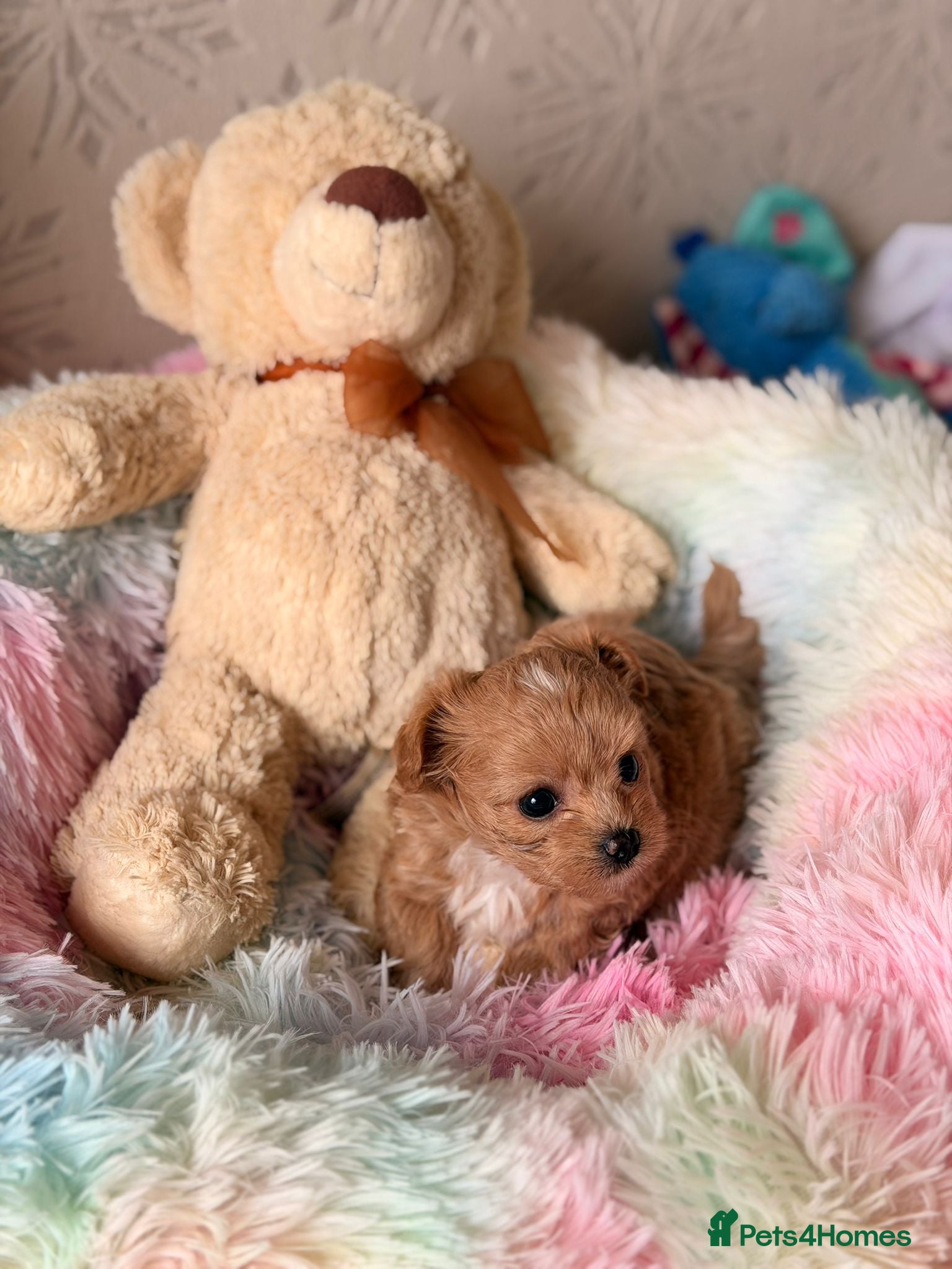 Maltipoo dogs for sale: Beautiful maltipoo puppies ready for loving homes! in London - Advert 13