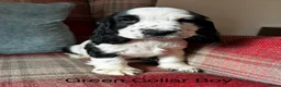 Cocker Spaniel dogs for sale: KC reg, health tested, show type cocker spaniels  - Advert 3