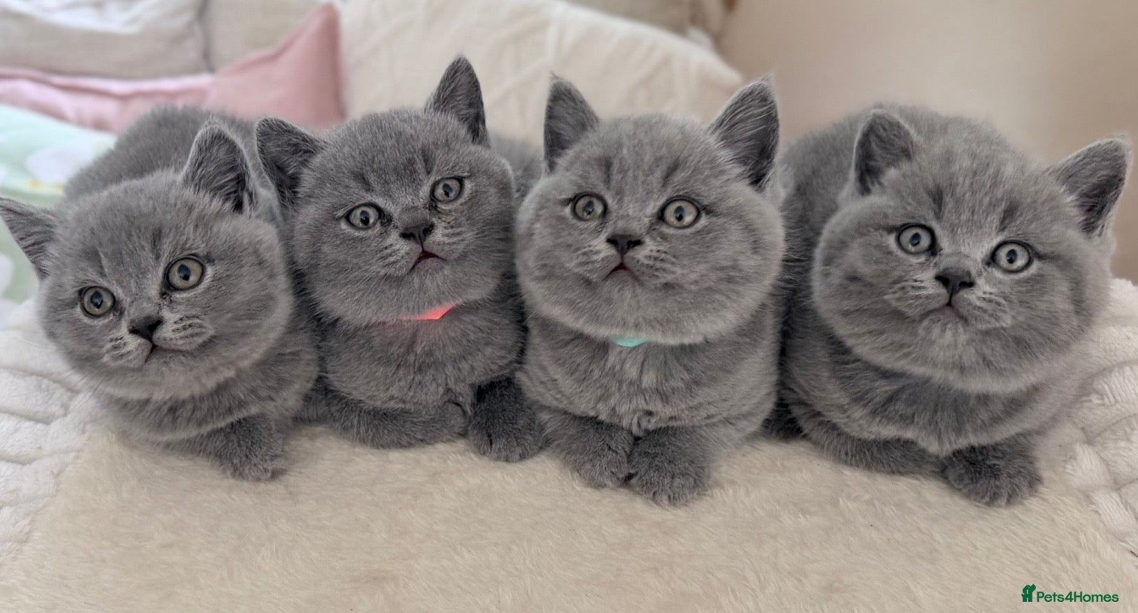British Shorthair cats Chunky teddy bear GCCF British shorthair  - Advert 10