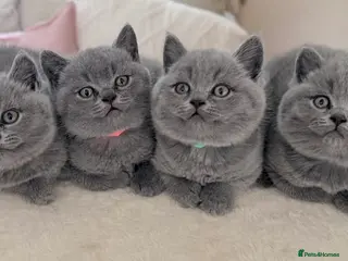 British Shorthair cats Chunky teddy bear GCCF British shorthair - Advert 10