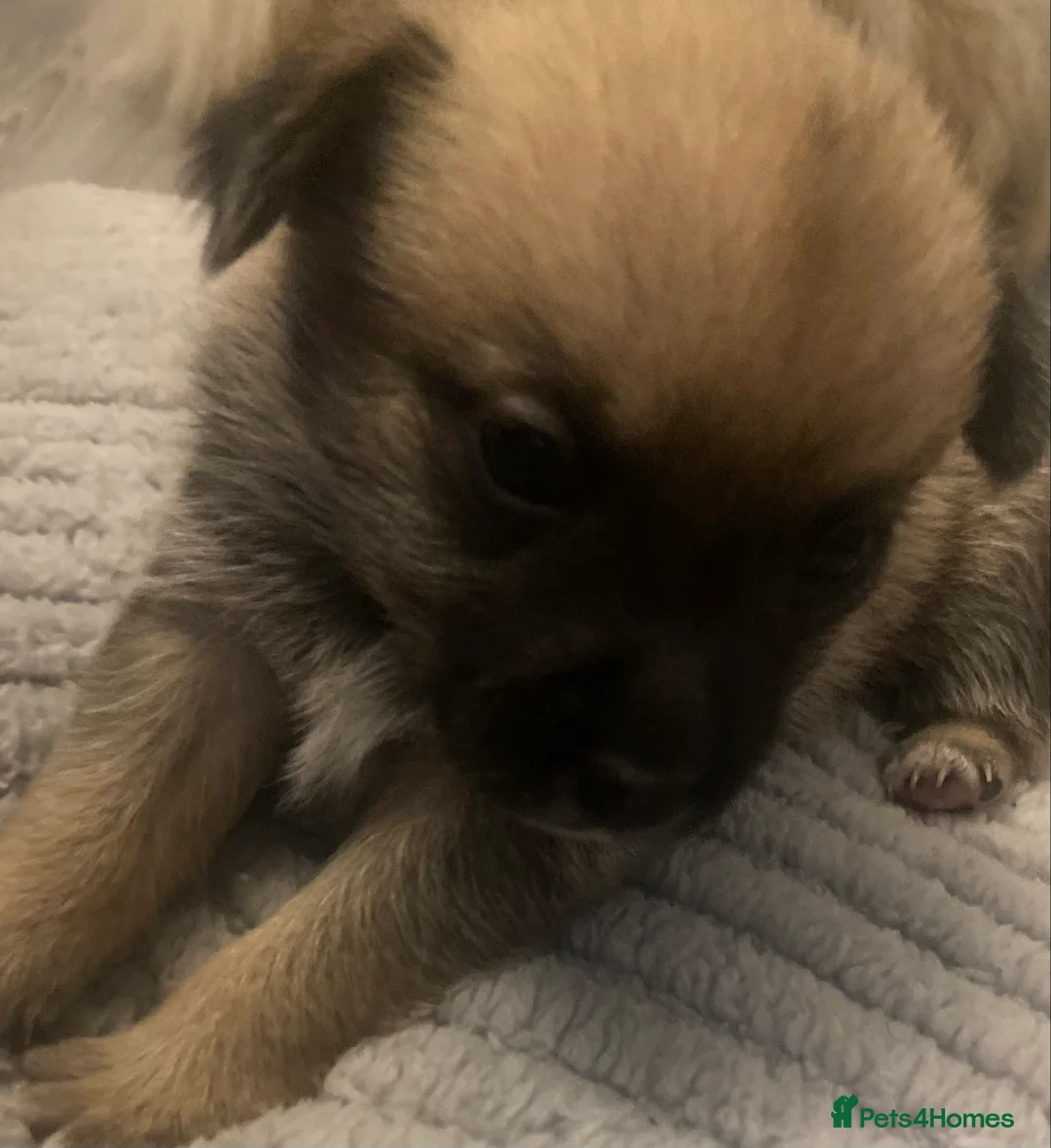 Pomchi dogs for sale: Four beautiful Male Chiuhuaha x Pomeranian puppies - Advert 1