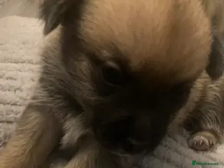 Pomchi dogs Four beautiful Male Chiuhuaha x Pomeranian puppies - Advert 1