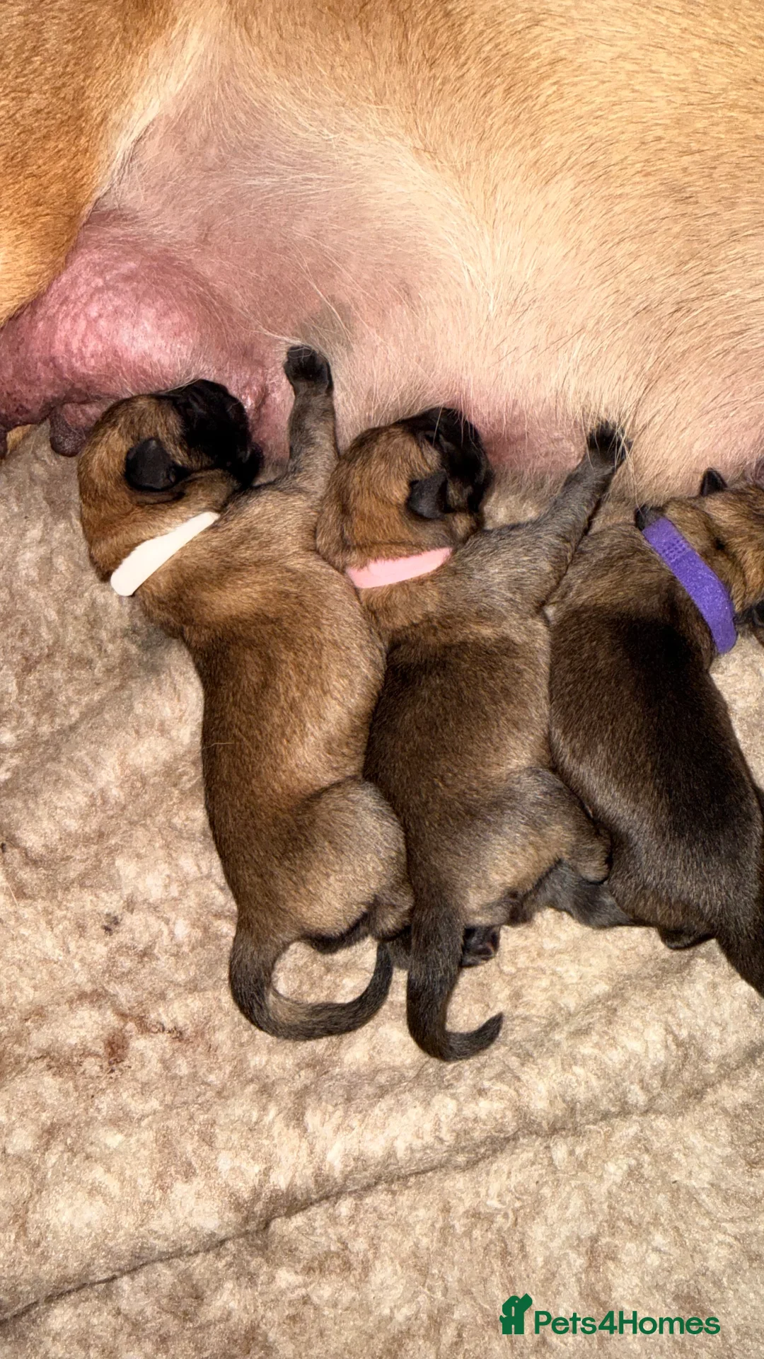 Mixed Breed dogs for sale: Incredible Belgian MalinoisxGerman shepherd pups - Advert 8