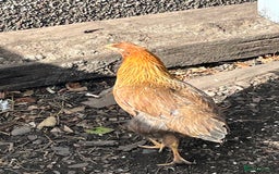Mixed Breed birds for sale: Wellsummers  - Image 2