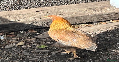 Mixed Breed birds - Advert 5
