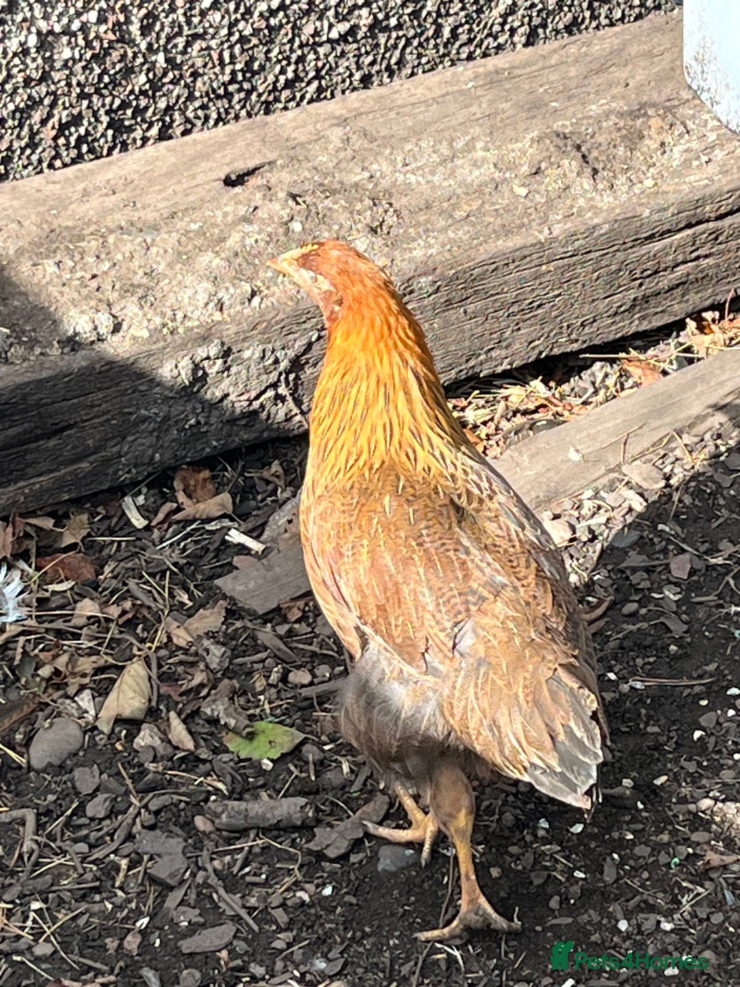 Mixed Breed birds for sale: Wellsummers  - Image 2