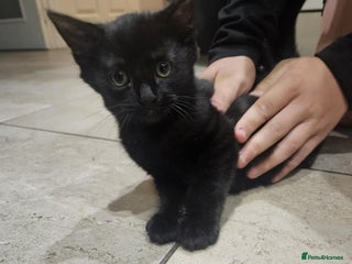 Mixed Breed cats kittens - Advert 4