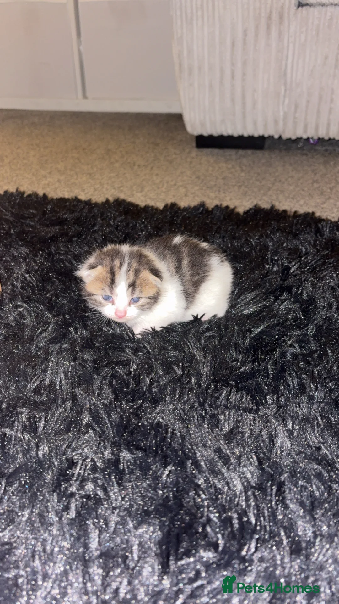 Mixed Breed cats for sale: 2 male kittens  - Advert 5