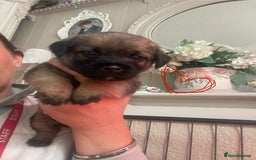 Border Terrier dogs for sale: Pedigree slem clear border terrier - Image 18