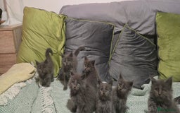 Maine Coon cats for sale: Maine Coon Kittens reservation  - Image 2