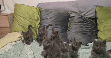 Maine Coon cats - Advert 12