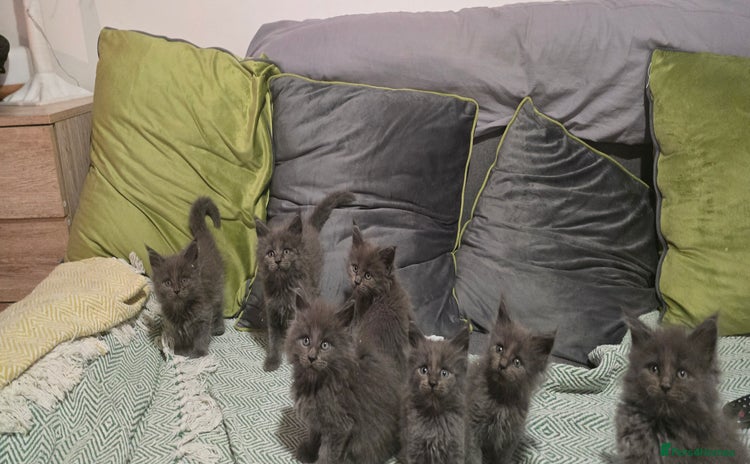 Maine Coon cats - Advert 3
