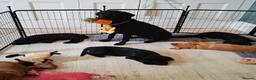 Labrador Retriever dogs for sale: Fox red male lab pup ready for collection - Advert 4
