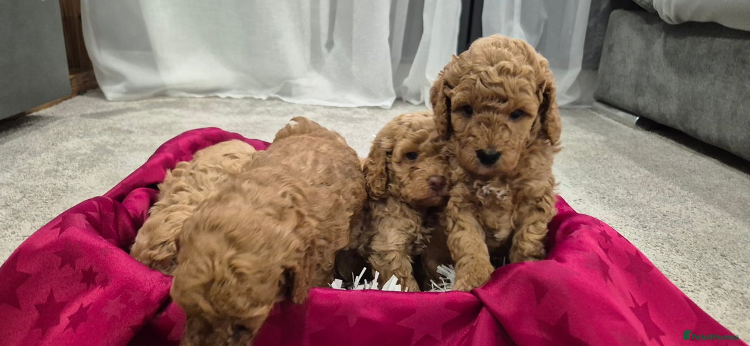 Cockapoo dogs for sale: Gorgeous fluffy Coockapoo puppies - Image 5