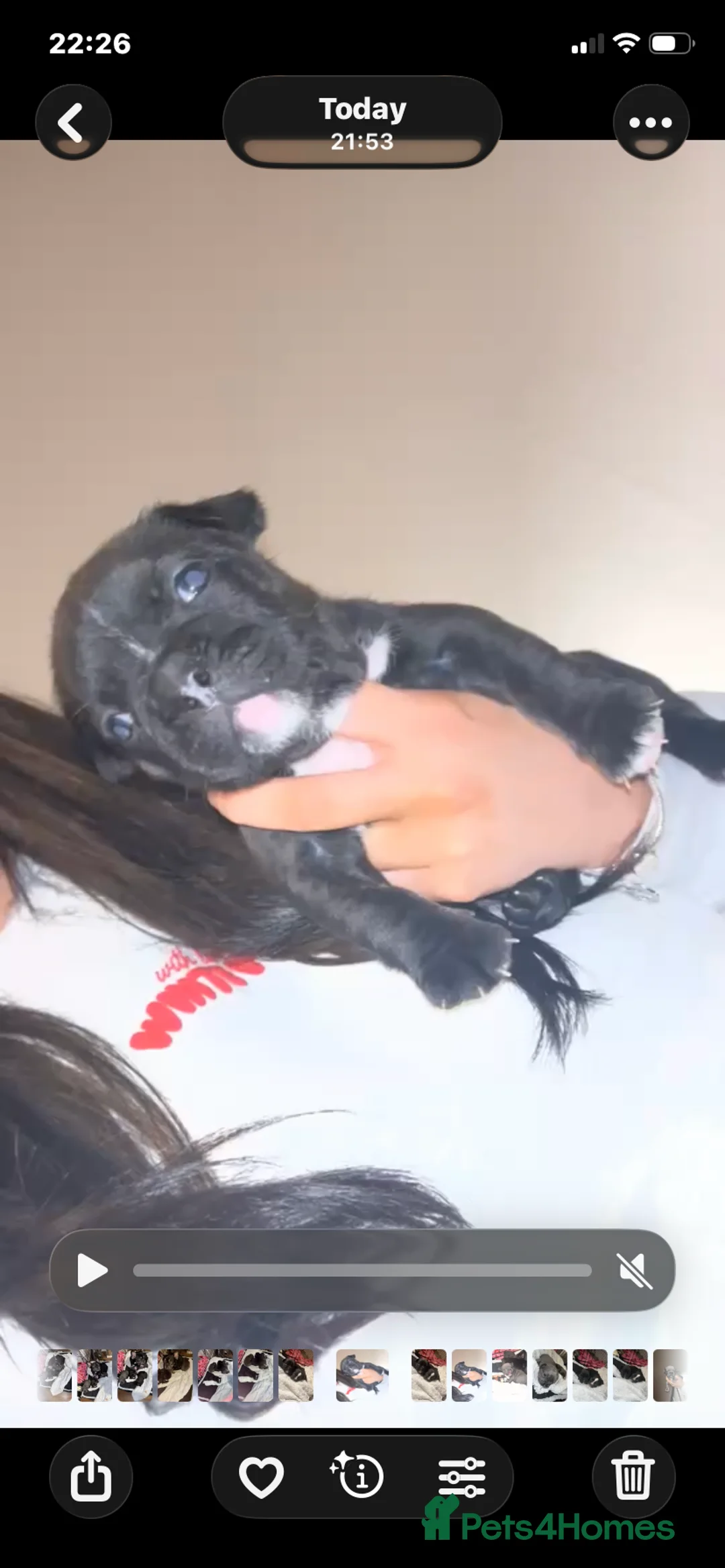 French Bulldog dogs for sale: 3 French bulldog puppies  - Advert 3