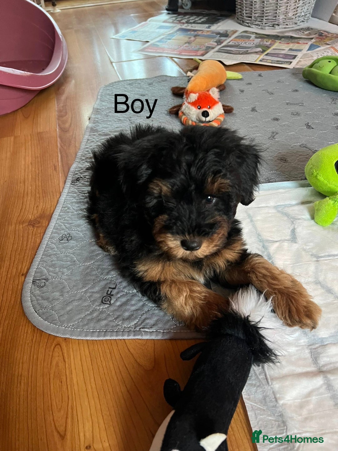 Schnoodle dogs for sale: American Toy Schnoodle Puppies *READY TO GO* - Advert 13
