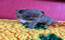 Chihuahua dogs for sale: Handsome KC Chihuahua Boy - Image 2