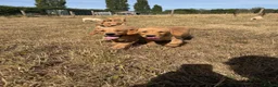 Labrador Retriever dogs for sale: Farm Reared Fox Red & Cream Labradors - Advert 3