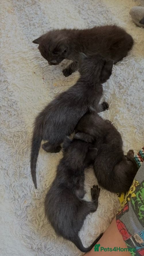 Mixed Breed cats Kittens for sale - Advert 2