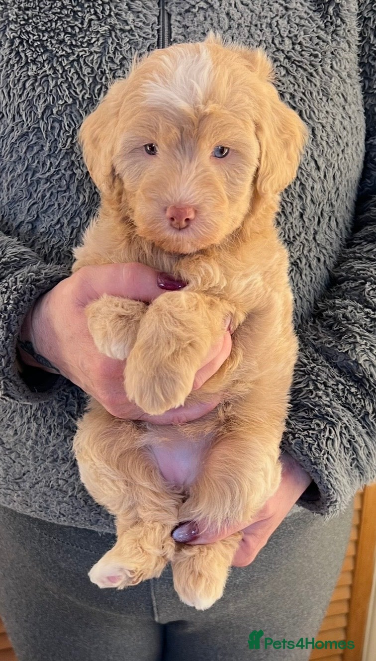 Labradoodle dogs READY NOW! Mini Labradoodles Health Tested Parents - Advert 2