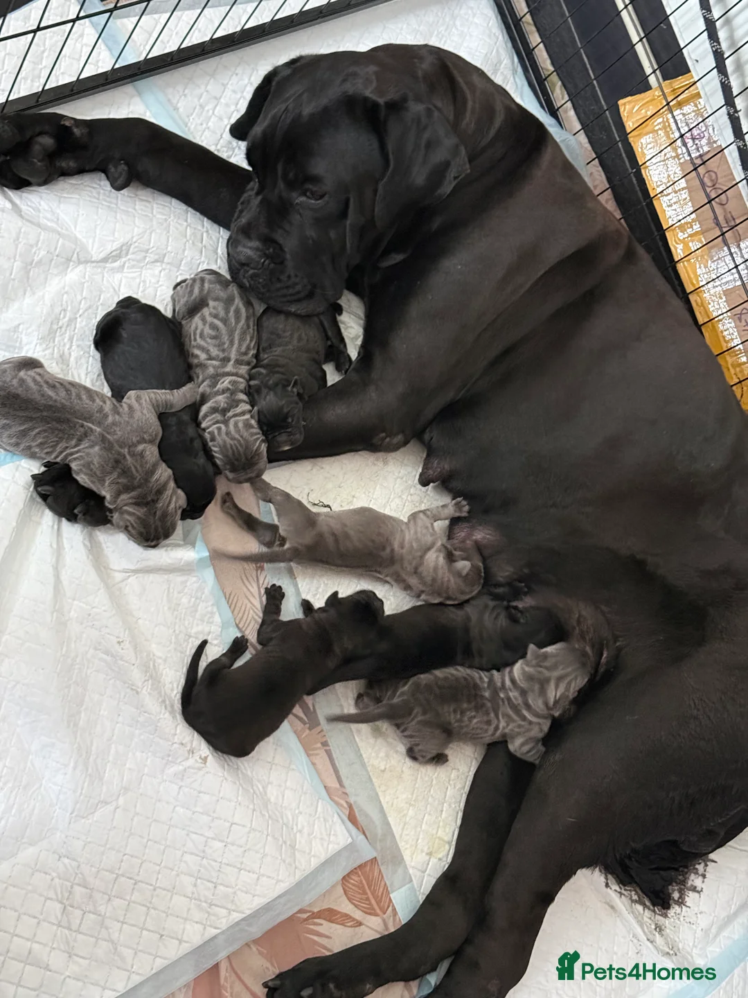 Cane Corso dogs for sale: Imported Bloodline Cane Corso Female Puppy - Advert 18