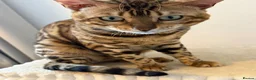 Bengal cats for sale: Absolutely stunning Bengal cat  - Advert 4