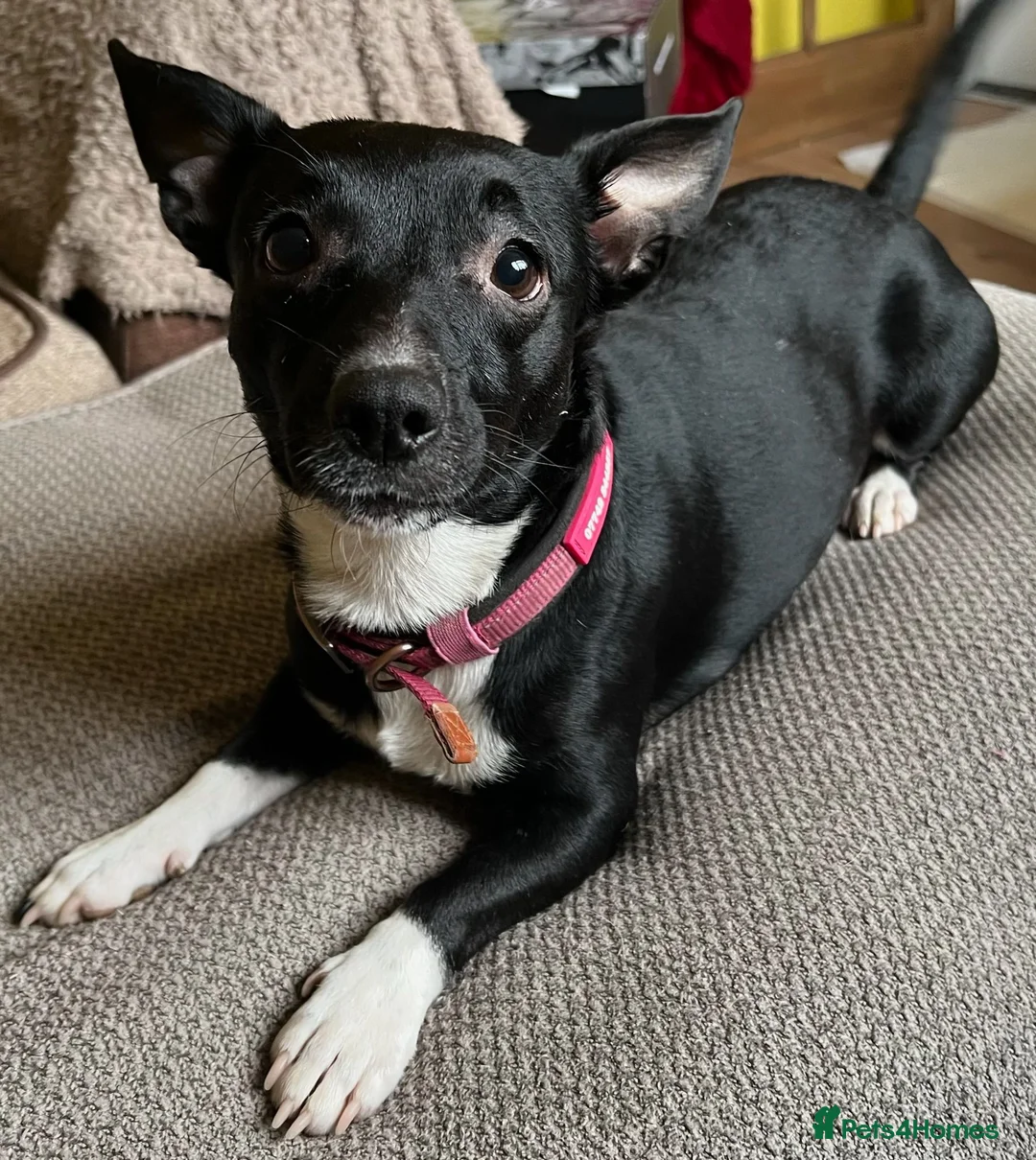 Mixed Breed dogs for sale: Jack Chi puppies, 5 boys, ready end of Feb - Advert 7