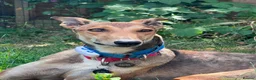 Mixed Breed dogs for adoption: Beautiful Feliza  the amazing Mum in Cheltenham - Advert 2