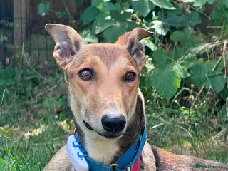Mixed Breed dogs Beautiful Feliza the amazing Mum - Advert 2