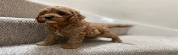 Cockapoo dogs for sale: American Cockapoo pups. F1 Health tested Parents - Advert 17