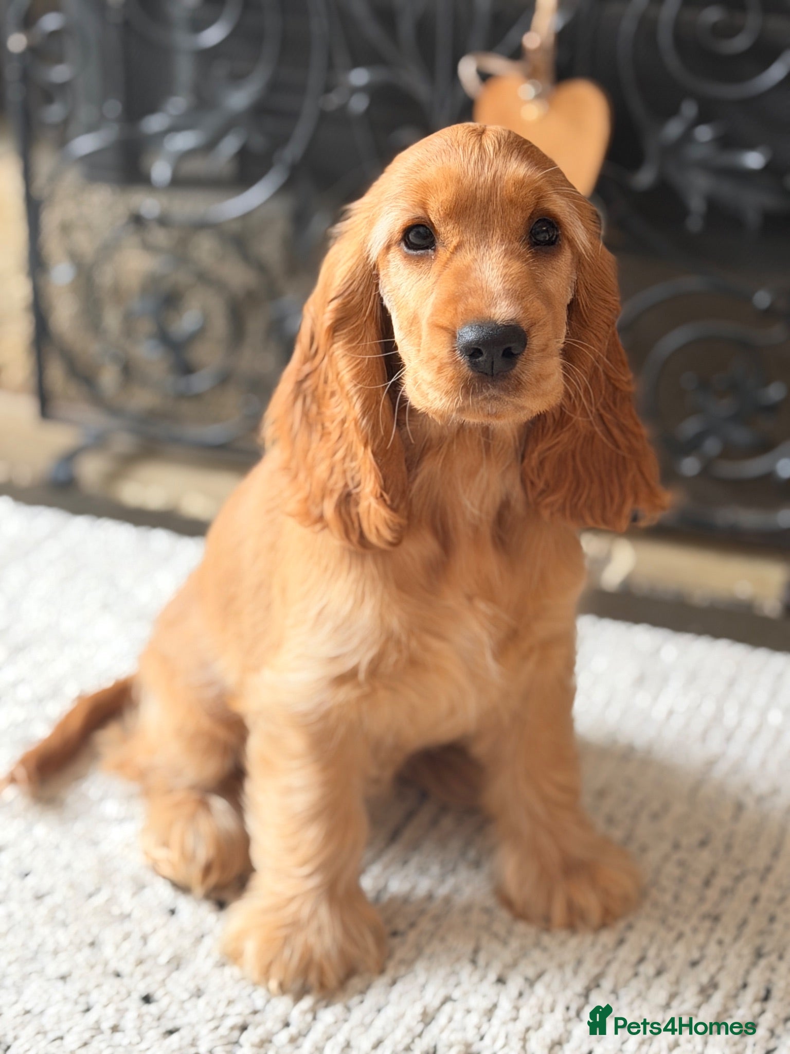 Cocker Spaniel dogs Champion Bloodline KC Show Cocker Spaniel Puppies  - Advert 2