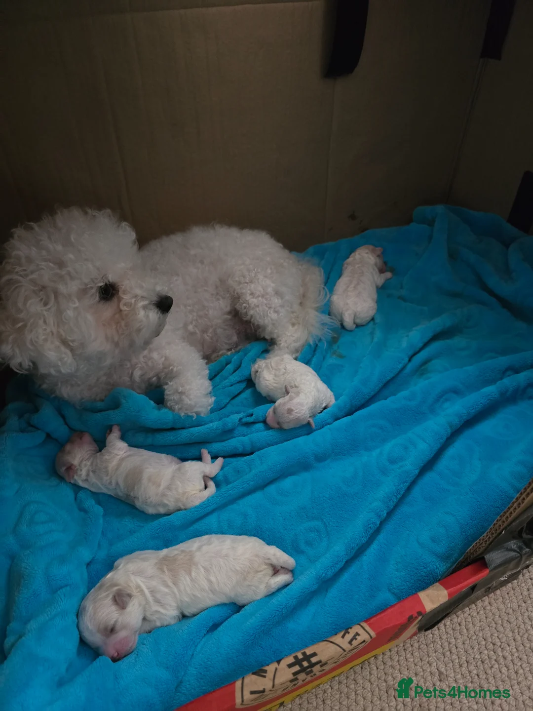 Bichon Frise dogs for sale: Stunning quality bichon-frise puppies  - Advert 2
