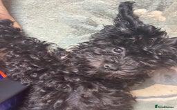 Cavapoo dogs for sale: Cavapoo 4 months old - Image 8