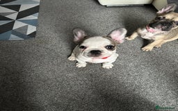 French Bulldog dogs for sale: Amazing french bulldog  - Image 13