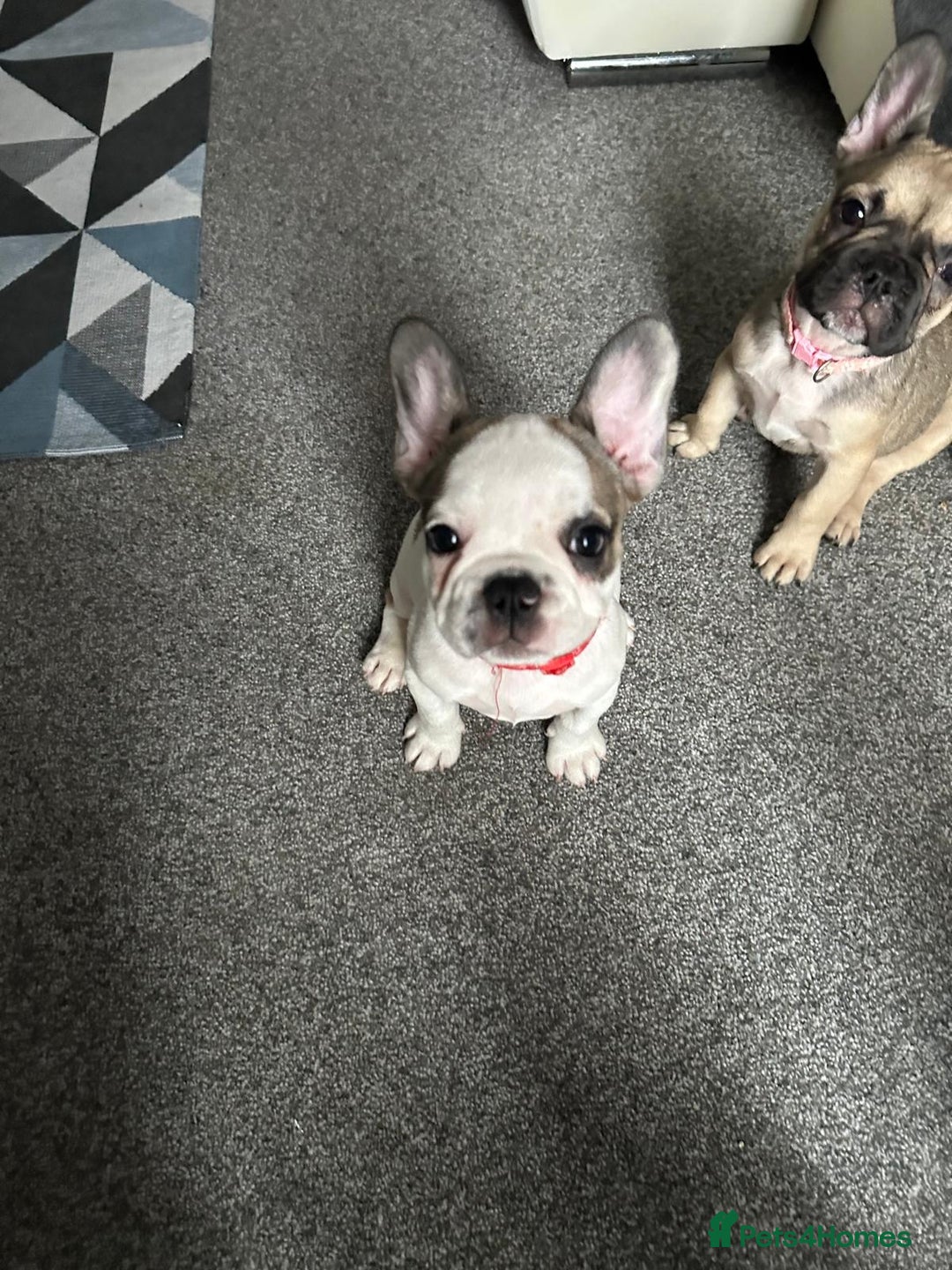 French Bulldog dogs for sale: Amazing french bulldog  - Image 13