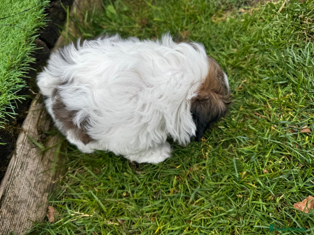 Shih Tzu dogs for sale: Shih tzu puppies looking for a forever home. - Image 4