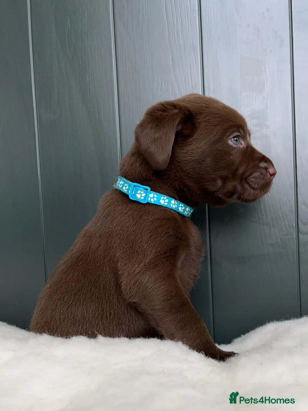 Labrador Retriever dogs for sale: Extensively Health Tested Chocolates 🩵 - Advert 2