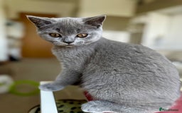 Scottish Fold cats for sale: Scottish fold and straight ear kittens in Harrow - Image 1