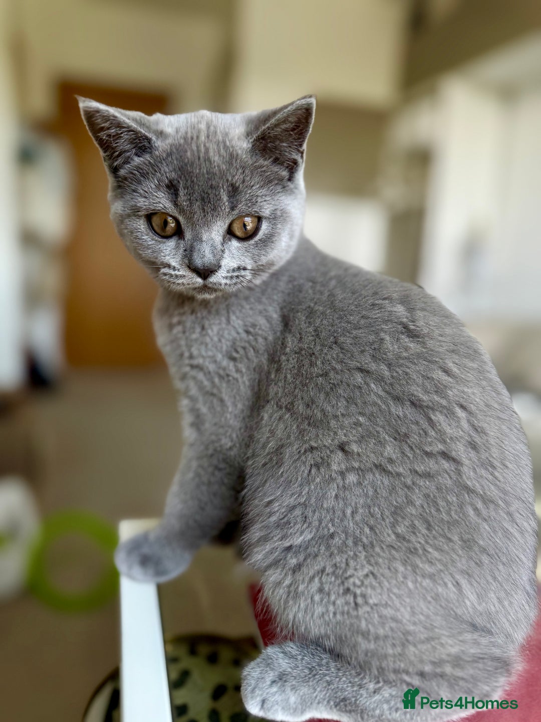 Scottish Fold cats for sale: Scottish fold and straight ear kittens in Harrow - Image 1