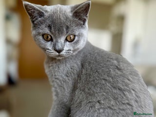 Scottish Fold cats in Harrow - Advert 35