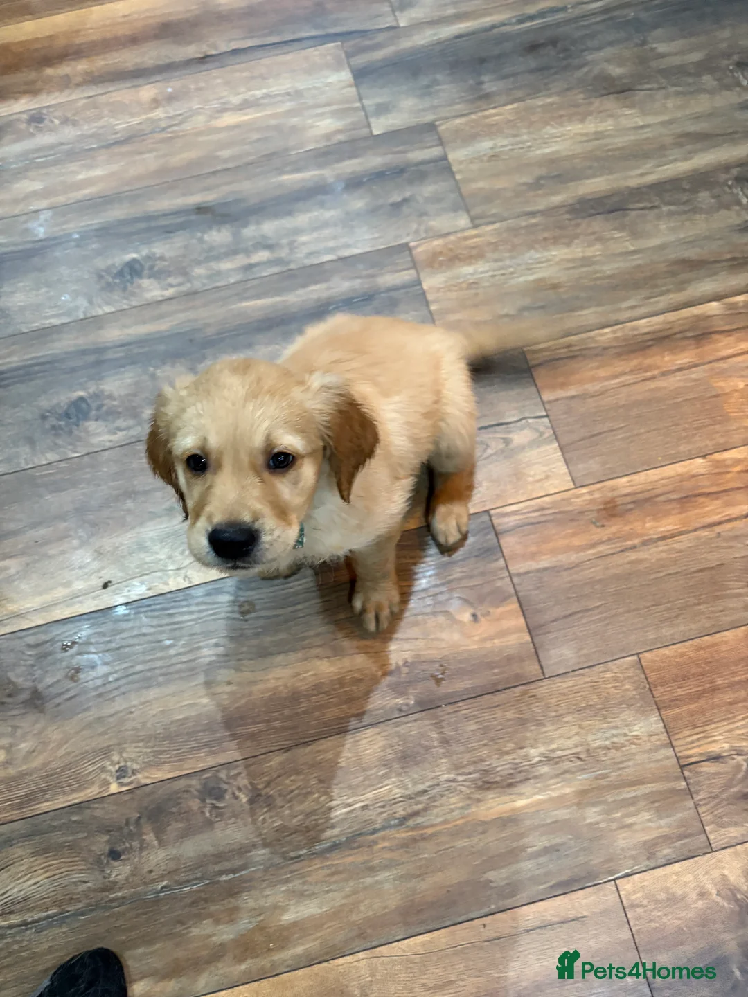 Golden Retriever dogs for sale: KC registered golden retriever one male dog left - Advert 1
