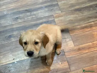 Golden Retriever dogs KC registered golden retriever one male dog left - Advert 3